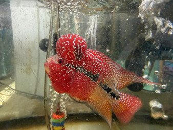 SRD ZZ Flowerhorn AA18