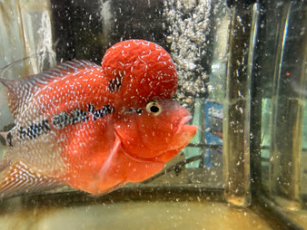 Hybrid Cichlids: Super Red Dragon Zhen Zhu Flowerhorn - AA17