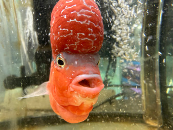 Categories - Pet Zone Tropical Fish - San Diego, California