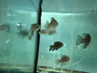 Starry Night Cichlid – Paratilapia polleni