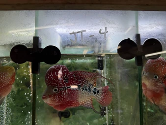 SRD ZZ Flowerhorn - TT4