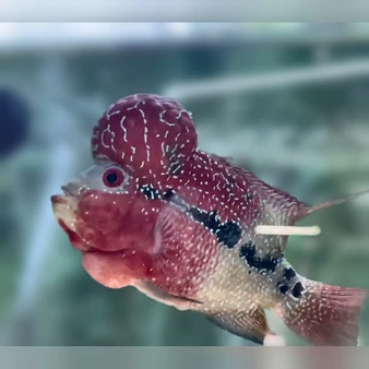 SRD ZZ Flowerhorn AA25