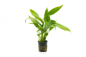 Spathiphyllum Wallishi - Peace Lily - Pot
