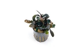 Bucephalandra Red Central