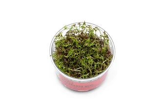Rotala Macrandra Mini Red UNS Tissue Culture