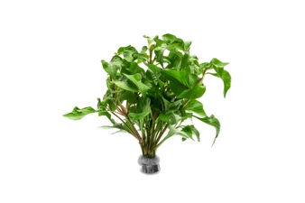 Alternanthera Amabilis Tricolor - Bunch