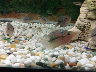 Crossbreed Cichlid: Thai Silk Flowerhorn Fry For Sale