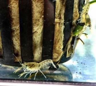 Freshwater Aquatic Pets: African Dwarf Frog For Sale
