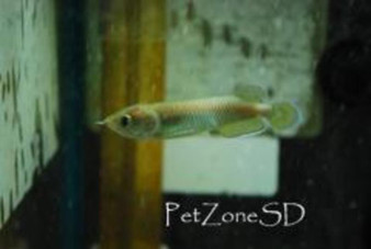 Jardini Arowana Fry