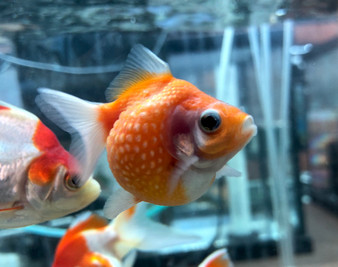 Pearlscale Goldfish 
