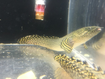 ornate bichir picture taken, current as of Feb. 2019.