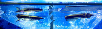 Black Arowana: Black/Blue Arowanas For Sale