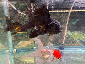 Black Oranda Goldfish