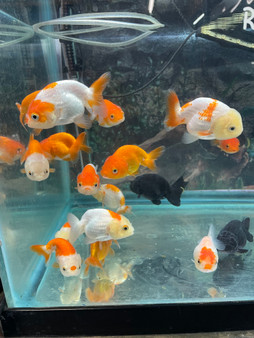 Ranchu Goldfish - Assorted