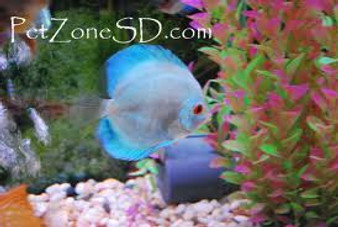 Blue Diamond Discus, Medium