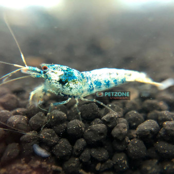 Taiwan Reef Cichlid - Protomelas sp. 'Steveni Taiwan ...