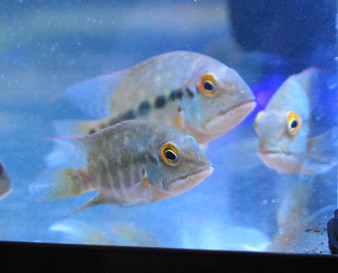 Hybrid Cichlids For Sale: Golden Red Pearl Parrot Fish ...