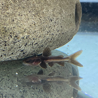 Redtail Tiger Shovelnose Hybrid Catfish 