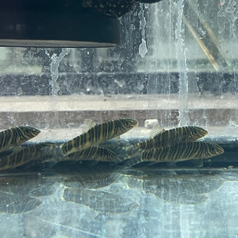 Zebra Loach