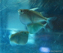 Exploring the Enchanting Praecox Dwarf Neon Rainbowfish - Pet Zone Tropical  Fish - San Diego, California