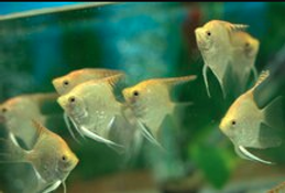 Tropical Fishes For Sale: We carry a huge variety of different freshwater tropical  fish for all types of aquariums and fish tanks!