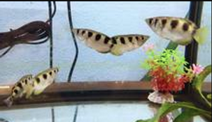 Tropical Fishes For Sale: We carry a huge variety of different freshwater tropical  fish for all types of aquariums and fish tanks!