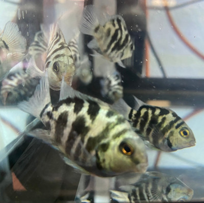 The Fascinating Polar Parrot Hybrid Cichlid: An Enigmatic Aquatic Marvel