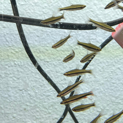 Sunday Species Spotlight: Beckford's Golden Pencilfish (Nannostomus beckfordi)