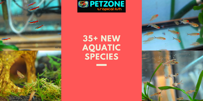 Exciting Update: 35+ New Aquatic Species Now Available! ???