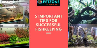 5 Important Tips for Successful Fishkeeping