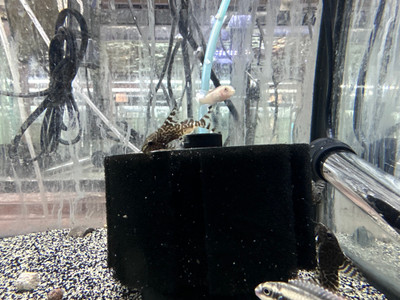 ​Featherfin Catfish (Synodontis eupterus): A Fascinating Freshwater Species