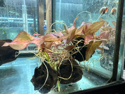 Nymph Red Lily