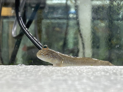 African Mudskipper