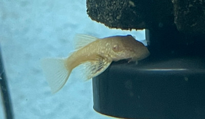 ​The Fascinating Albino Bristlenose Pleco: A Rare Beauty for Your Aquarium