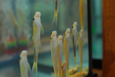 Albino Chinese Algae Eater