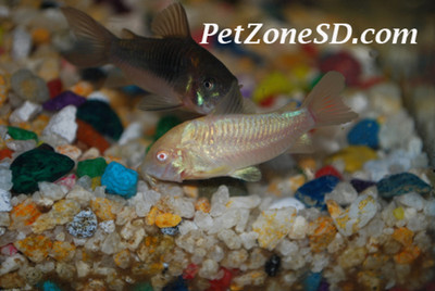 The Albino Corydora