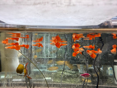 Albino Red Guppy