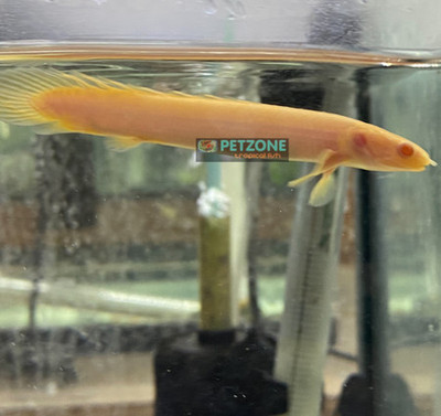Albino Senegal Bichir