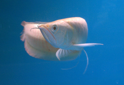 Albino Silver Arowana