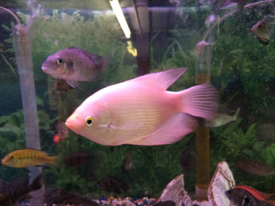 Albino Giant Gourami (Osphronemus goramy)