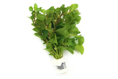 Alternanthera Bettzickiana Green