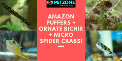 Amazon Puffers + Ornate Bichir + Micro Spider Crabs!