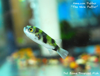 The Amazon Pufferfish: A Fascinating Aquatic Species