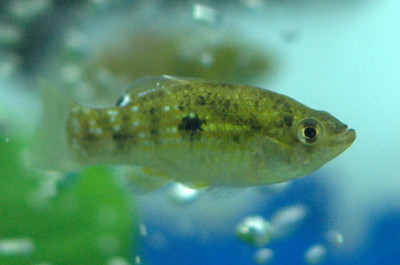 Sunday Species Spotlight: American Flagfish (Jordanella floridae)