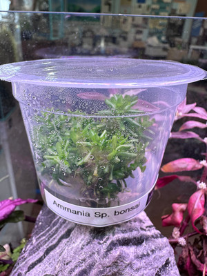 Ammania Gracilis: A Stunning Aquatic Plant for Planted Aquariums