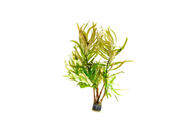 Ammannia sp. Nesea Crassicaulis