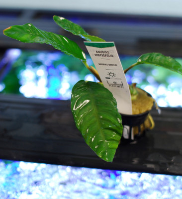 Anubias Barteri 'Coffeefolia'