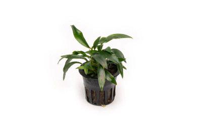 Anubias 'Chili Jalapeno'
