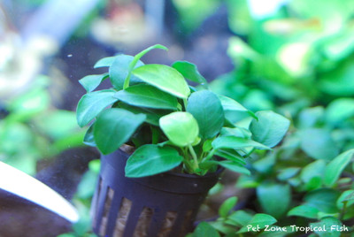 A Deep Dive into the Anubias Nana Petite: A Perfect Aquatic Addition