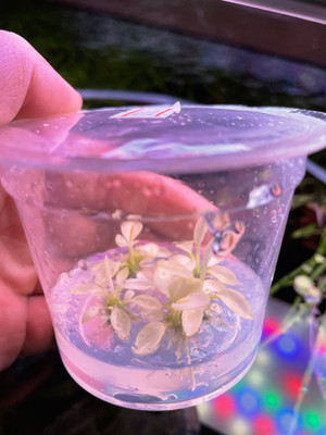 ​Experience the Magic of Anubias Nana Variegated: Your Perfect Aquatic Plant Companion